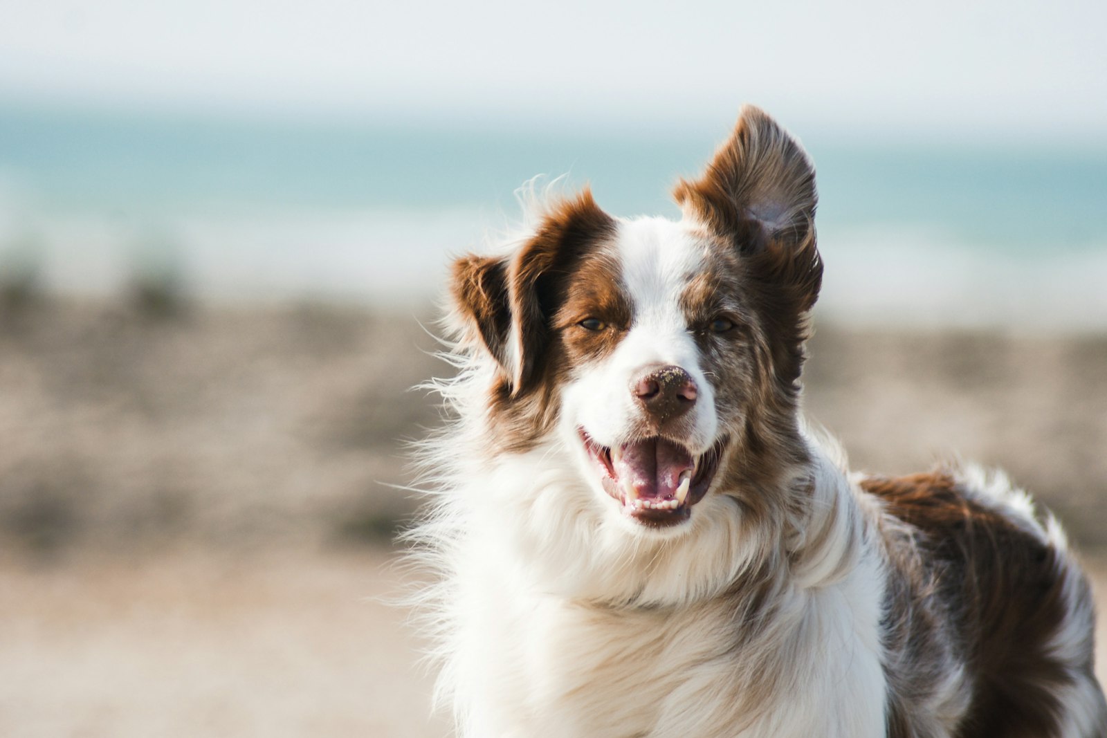 Golden retriever utilisant la gamelle anti-glouton VivaSmart